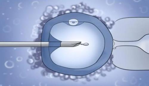 8代细胞移鲜胚成功率高吗？试管第三代可以移鲜胚吗？